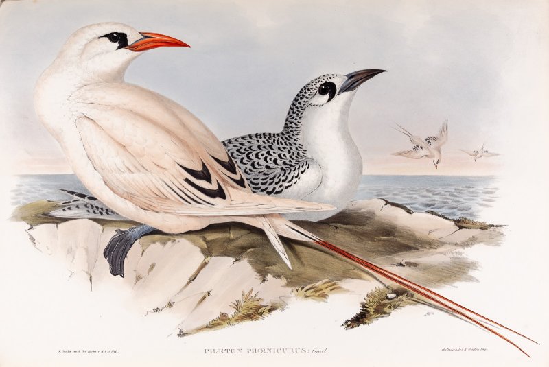 Краснохвостый фаэтон Книга Gould J. The Birds of Australia 1848