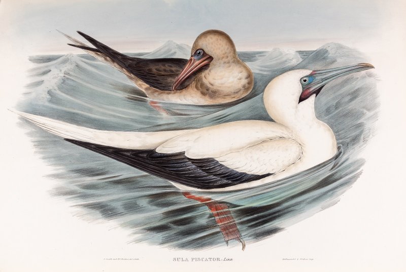 Красноногая олуша.Книга Gould J. The Birds of Australia 1848