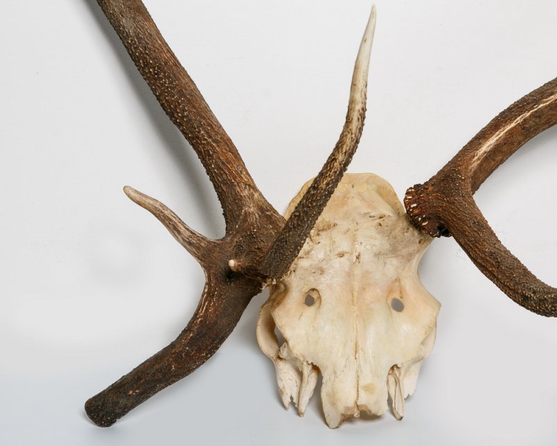 Аномальные рога благородного оленя. Cervus elaphus Linnaeus, 1758