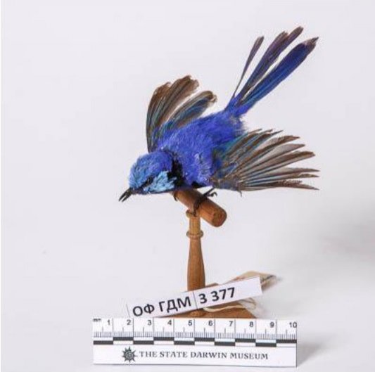 Блестящий расписной малюр Malurus splendens