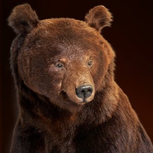 Медвежий праздник