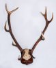Рога благородного оленя (Cervus elaphus L.,1758) на медальоне