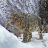 В Дарвиновском музее состоялась церемония торжественного открытия выставки "Территория  ирбиса"