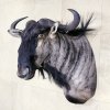 Коллекция Дарвиновского музея пополнилась новыми видами копытных Африки