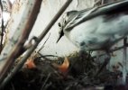 Жизнь трясогузок в Дарвиновском музее