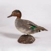 В научной статье для журнала Bird study о редкой цветовой вариации чирка-свистунка использованы материалы коллекции ГДМ