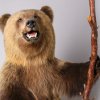 Дарвиновский музей - партнер проекта "Я Дубровский" Государственного музея А.С. Пушкина