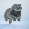 В Дарвиновском музее торжественно открылась инклюзивная фотовыставка "Белая книга" Фестиваля "Золотая черепаха"