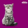 КОТОВЫХОДНЫЕ на Крыше Дарвиновского музея