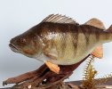 Чучело речного окуня (Perca fluviatilis Linnaeus, 1758)