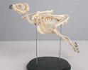 Скелет канюка (Buteo buteo Linnaeus, 1758)