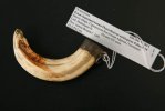 Брелоки из клыков африканского бородавочника (Phacochoerus africanus Gmelin, 1788)
