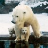 Авторская экскурсия по выставке "Легко ли быть мамой?"