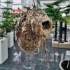 Дар Дарвиновскому музею от Астраханского заповедника - гнездо обыкновенного ремеза
