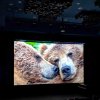«Медведи Камчатки. Начало»