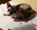 Вечер-встреча с котом Маклаем