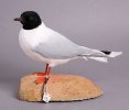 Чучело малой чайки (Larus minutus Pallas, 1776)