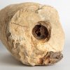 Дар музею - обломок раковины районноцераса гигантского