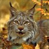 Всемирный день животных отметили в Дарвиновском музее