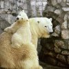 Дарвиновский музей с дополненной реальностью: выставка "Портреты животных"