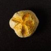 Слепки ископаемых животных и их фрагментов из Бразилии