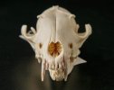 Черепа лисиц (Vulpes vulpes L.,1758)