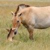 Фотопроект о лошади Пржевальского награжден почетной грамотой Посольства России в Чехии
